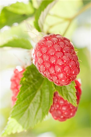 Himbeeren auf den Busch (Nahaufnahme) Stockbilder - Premium RF Lizenzfrei, Bildnummer: 659-06152789