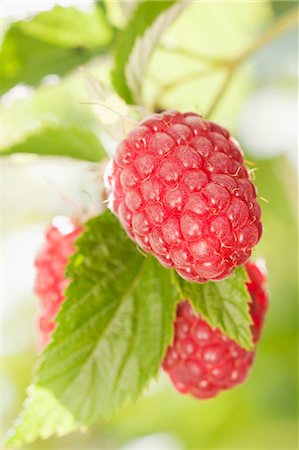 simsearch:659-06154115,k - Raspberries on the bush (close-up) Stock Photo - Premium Royalty-Free, Code: 659-06152789