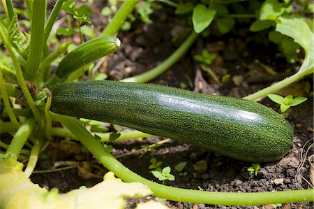 Courgettes on a plant in a bed Stock Photo - Premium Royalty-Free, Code: 659-06152782