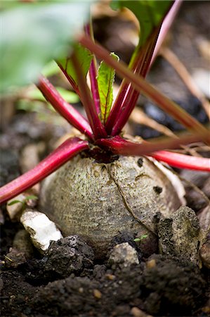 simsearch:659-07027507,k - Beetroot in a vegetable patch Foto de stock - Sin royalties Premium, Código: 659-06152783