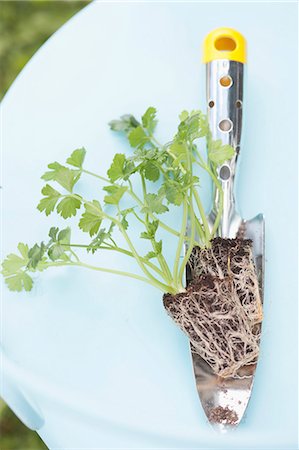 simsearch:659-06155185,k - A celeriac seedling on a trowel Foto de stock - Sin royalties Premium, Código: 659-06152790