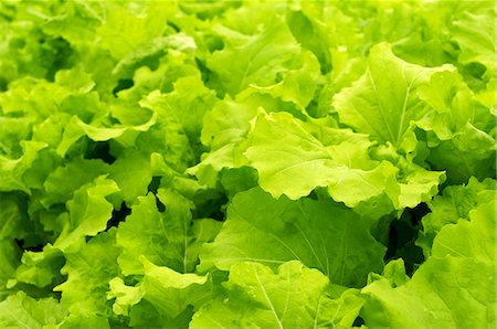 Lettuce in the Garden Stock Photo - Premium Royalty-Free, Code: 659-06152848