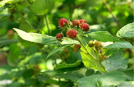 simsearch:659-07597484,k - Raspberries Ripening on the Bus Stock Photo - Premium Royalty-Free, Code: 659-06152878