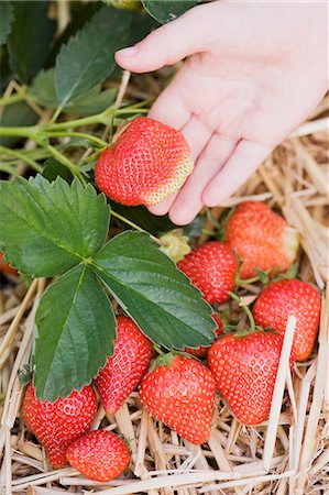 simsearch:659-06152167,k - Strawberry plants in straw Stock Photo - Premium Royalty-Free, Code: 659-06152880