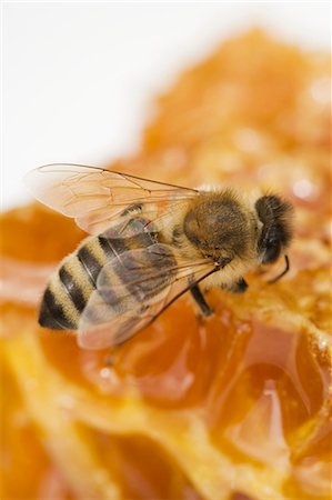 sweeteners - A bee on a honeycomb (close-up) Stock Photo - Premium Royalty-Free, Code: 659-06152883