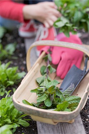 simsearch:659-07068779,k - Menthe fraîche et des ustensiles de jardins dans un panier en bois Photographie de stock - Premium Libres de Droits, Code: 659-06152907