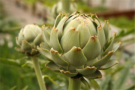 simsearch:659-06152975,k - Artichokes Growing in an Organic Garden in Dungarvin, Ireland Stock Photo - Premium Royalty-Free, Code: 659-06152972