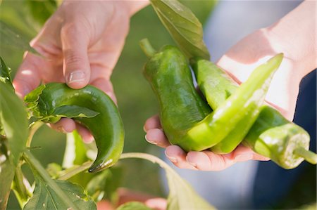 A woman picking chillis Stock Photo - Premium Royalty-Free, Code: 659-06153005