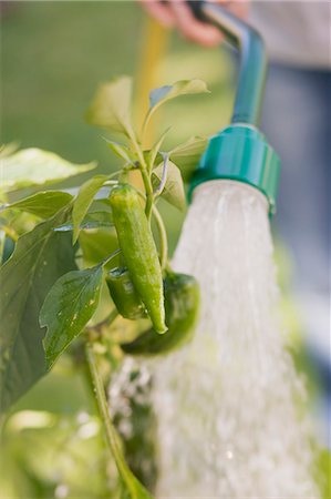 simsearch:659-07068541,k - A woman watering a chilli plant Stock Photo - Premium Royalty-Free, Code: 659-06153006