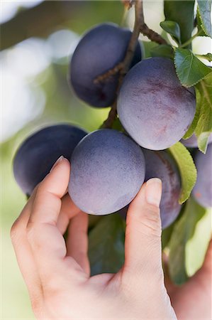 A hand reaching for plums on a tree Stock Photo - Premium Royalty-Free, Code: 659-06153036