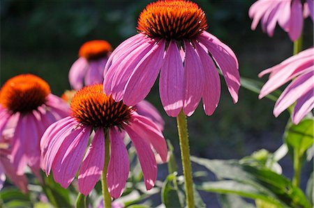 echinacea - Echinacea Flowers Growing Outdoors Fotografie stock - Premium Royalty-Free, Codice: 659-06153121