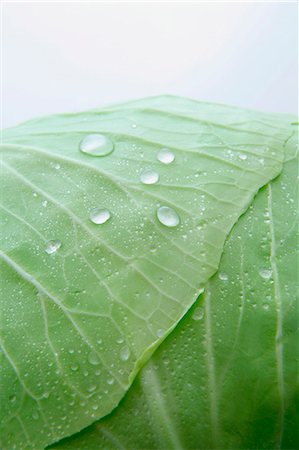 Freshly washed white cabbage (close-up) Foto de stock - Sin royalties Premium, Código: 659-06153219