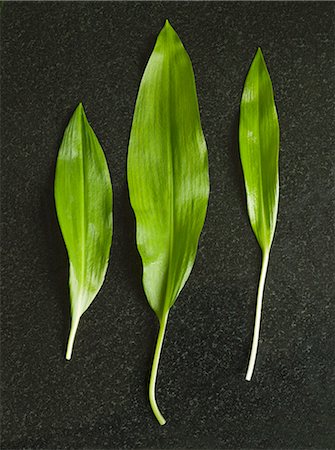 Three fresh ramsons (wild garlic) leaves Fotografie stock - Premium Royalty-Free, Codice: 659-06153452