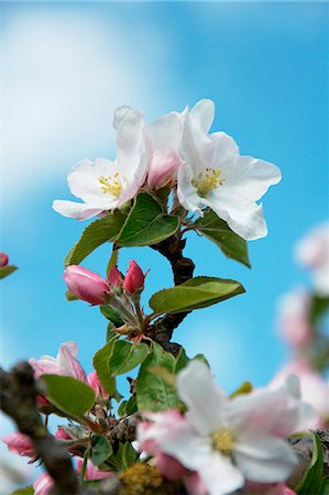 simsearch:659-06373437,k - Fleur de pommier sur l'arbre Photographie de stock - Premium Libres de Droits, Code: 659-06153658