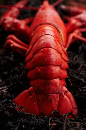 european lobster - Whole Steamed Lobster on Seaweed Stock Photo - Premium Royalty-Free, Code: 659-06153927