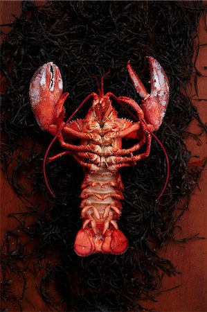 simsearch:659-08940442,k - The Underside of a Whole Steamed Lobster on Seaweed Foto de stock - Sin royalties Premium, Código: 659-06153928