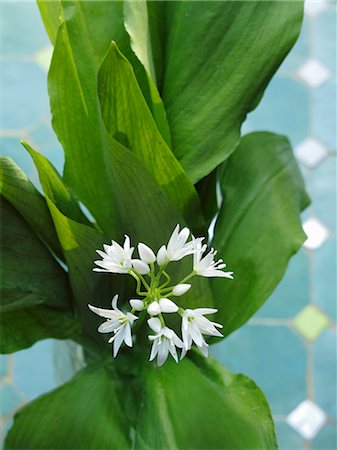 Ramsons with flowers Fotografie stock - Premium Royalty-Free, Codice: 659-06153946