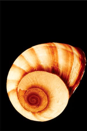 Snail Shell; Black Background Stock Photo - Premium Royalty-Free, Code: 659-06153980