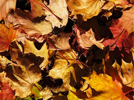 Feuilles automnales (zoom macro) Photographie de stock - Premium Libres de Droits, Code: 659-06184024