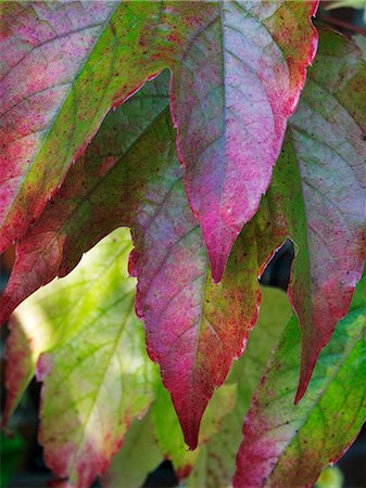 Vine leaves in their autumn colours (close-up) Stock Photo - Premium Royalty-Free, Code: 659-06184026