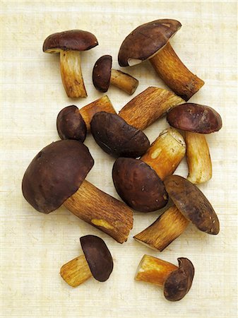 Bay bolete mushrooms Stock Photo - Premium Royalty-Free, Code: 659-06184034