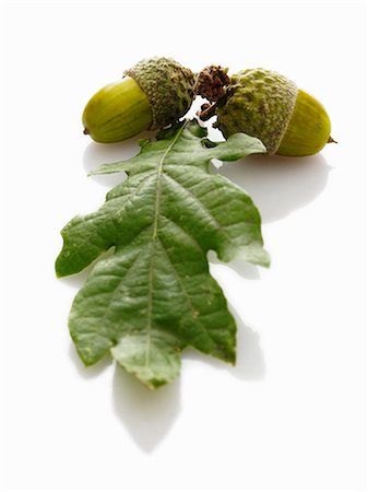 quercus sp - Acorns and oak leaves Foto de stock - Sin royalties Premium, Código: 659-06184032