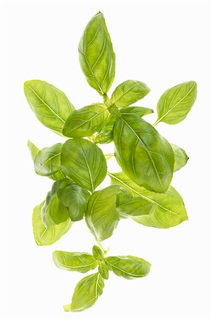 Fresh basil Foto de stock - Sin royalties Premium, Código: 659-06184116