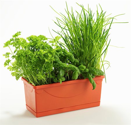 simsearch:659-03537644,k - Parsley, basil and chives in a plant pot Stock Photo - Premium Royalty-Free, Code: 659-06184233