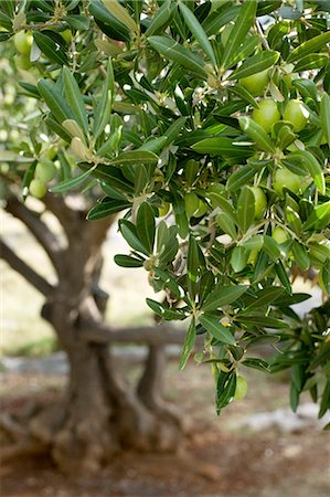 Olive tree Foto de stock - Sin royalties Premium, Código: 659-06184278