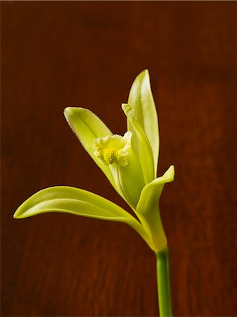 A vanilla flower Foto de stock - Sin royalties Premium, Código: 659-06184354