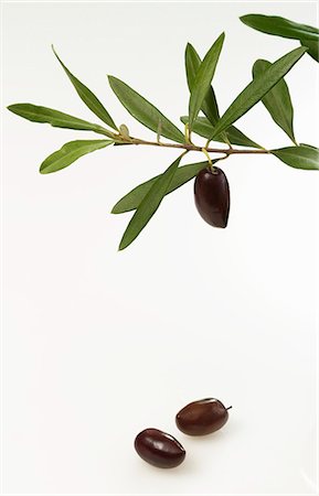 Olive twig with black olives Foto de stock - Sin royalties Premium, Código: 659-06184575