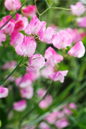 pea - Pink sweet peas (lathyrus) Stock Photo - Premium Royalty-Free, Code: 659-06184778