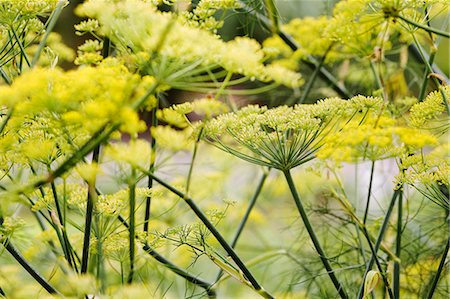 Flowering fennel Stock Photo - Premium Royalty-Free, Code: 659-06184780