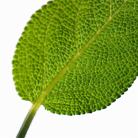 sage leaf - Sage leaf (close-up) Stock Photo - Premium Royalty-Free, Code: 659-06184857