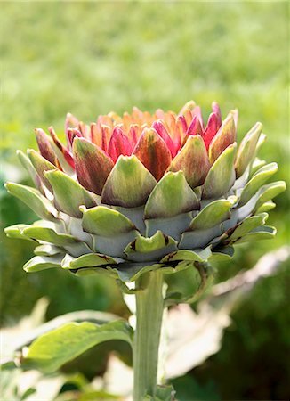 Artichoke Growing in Garden Foto de stock - Sin royalties Premium, Código: 659-06184996