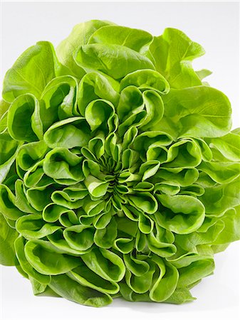 photograph of lettuce - Lettuce Stock Photo - Premium Royalty-Free, Code: 659-06185162