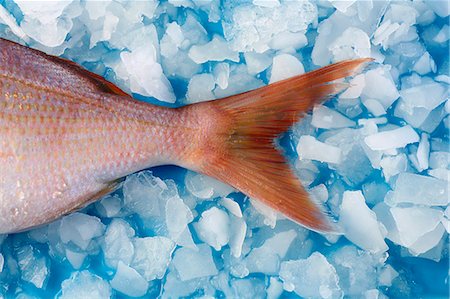 sparidae - Tail fin of a common pandora on ice Stock Photo - Premium Royalty-Free, Code: 659-06185251