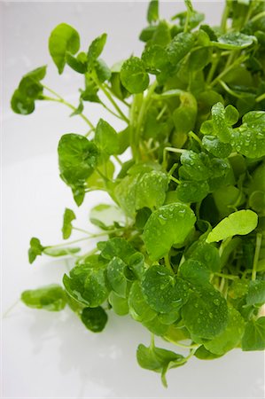 Fresh watercress with drops of water Foto de stock - Sin royalties Premium, Código: 659-06185404