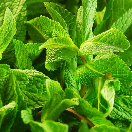 Fresh mint (close-up) Stock Photo - Premium Royalty-Free, Code: 659-06185507