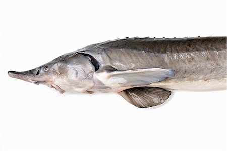 sturgeon - A fresh sturgeon Stock Photo - Premium Royalty-Free, Code: 659-06185619