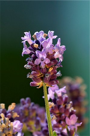 simsearch:659-07069689,k - Lavender flowers (close-up) Stock Photo - Premium Royalty-Free, Code: 659-06185624