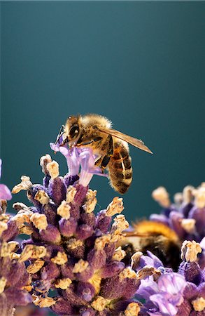 A bee on a lavender flower Foto de stock - Sin royalties Premium, Código: 659-06185623