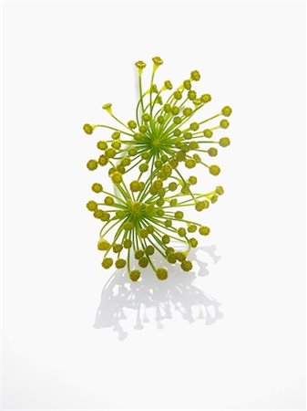 dill - Dill flowers Stock Photo - Premium Royalty-Free, Code: 659-06185788