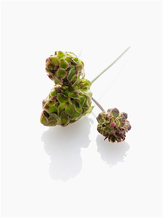 simsearch:659-02212280,k - Salad burnet Stock Photo - Premium Royalty-Free, Code: 659-06185804