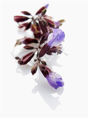 salvia - Sage flowers Foto de stock - Sin royalties Premium, Código: 659-06185808