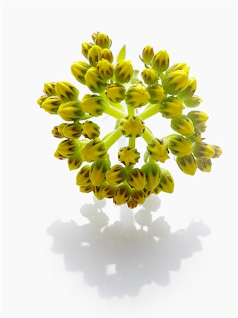 simsearch:659-03537644,k - Blue stonecrop flowers Stock Photo - Premium Royalty-Free, Code: 659-06185821