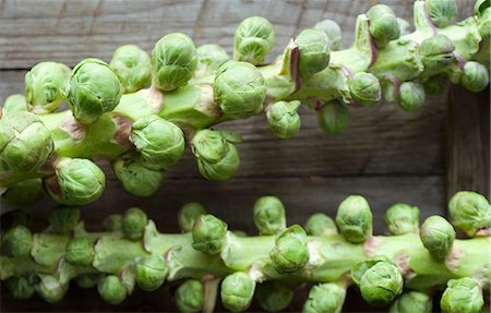 simsearch:659-03533806,k - Maine Grown Brussels Sprouts on the Stalks Stock Photo - Premium Royalty-Free, Code: 659-06185912