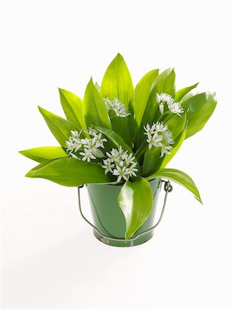 A bunch of ramsons in a bucket Fotografie stock - Premium Royalty-Free, Codice: 659-06185948