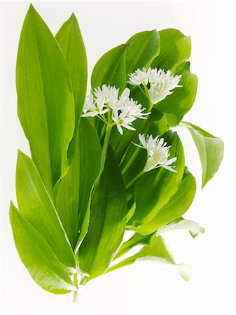 simsearch:659-06494302,k - Ramsons (wild garlic) with flowers Foto de stock - Sin royalties Premium, Código: 659-06185949