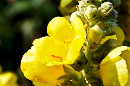 Mulleins flowers and buds (Verbascum) Stock Photo - Premium Royalty-Free, Code: 659-06185997